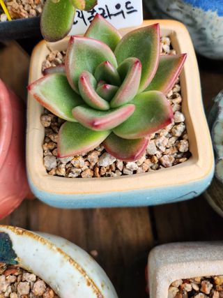 이연옥님의 작성글 사진