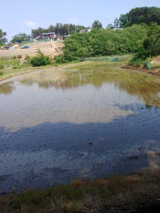 팜모닝회원대영농장님의 벼 · 자유게시판 작성글 사진