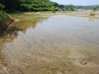 팜모닝회원대영농장님의 벼 · 자유게시판 작성글 사진