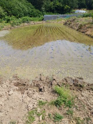 팜모닝회원대영농장님의 벼 · 자유게시판 작성글 사진