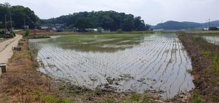 이흥옥님의 벼 · 자유게시판 작성글 사진