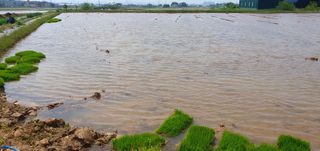 이흥옥님의 벼 · 자유게시판 작성글 사진