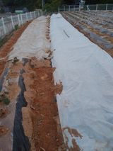 팜모닝 고구마·자유게시판 게시글 이미지