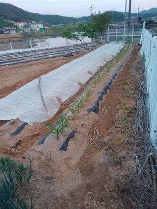 팜모닝회원대영농장님의 고구마 · 자유게시판 작성글 사진