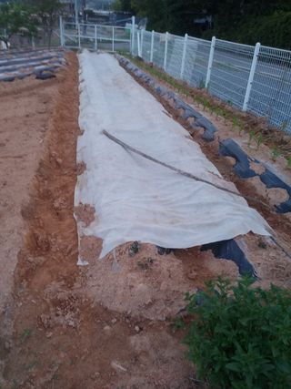 팜모닝회원대영농장님의 고구마 · 자유게시판 작성글 사진