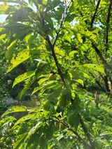 팜모닝 자두·병해충상담 게시글 이미지