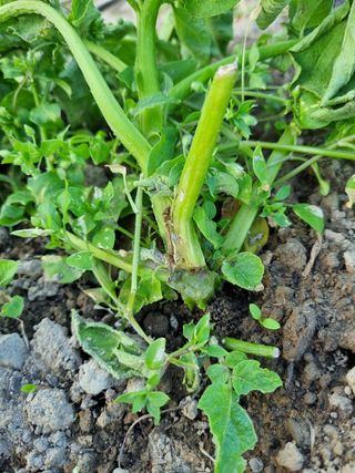 dongja님의 감자 · 병해충상담 작성글 사진