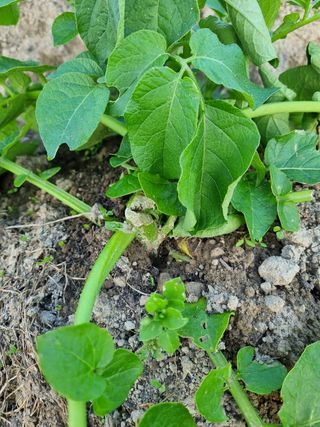 dongja님의 감자 · 병해충상담 작성글 사진