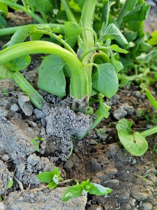 dongja님의 감자 · 병해충상담 작성글 사진
