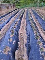 팜모닝 고구마·자유게시판 게시글 이미지