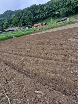 김영미님의 콩 · 자유게시판 작성글 사진