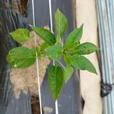 팜모닝 고추·병해충상담 게시글 이미지