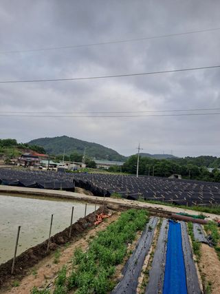 김영미님의 자유주제 · 사진전 작성글 사진