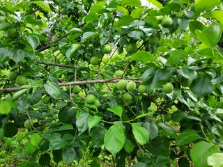 보성자두황용현님의 우리동네 · 동네자랑 작성글 사진