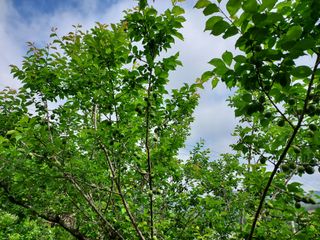 보성자두황용현님의 우리동네 · 동네자랑 작성글 사진