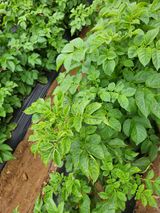 팜모닝 기타작물·병해충상담 게시글 이미지