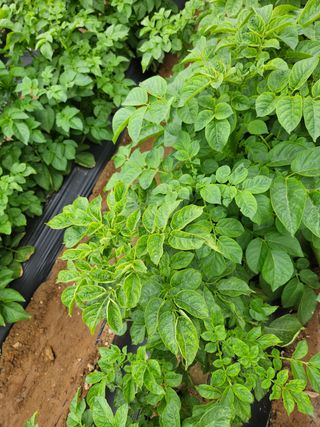 호욱33459725님의 기타작물 · 병해충상담 작성글 사진