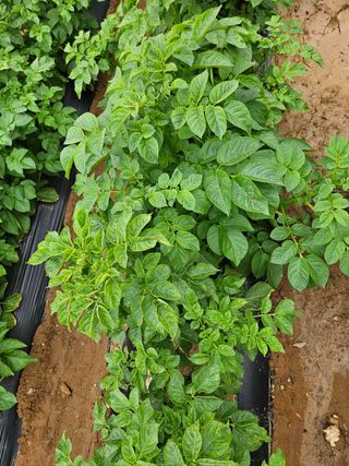 호욱33459725님의 기타작물 · 병해충상담 작성글 사진