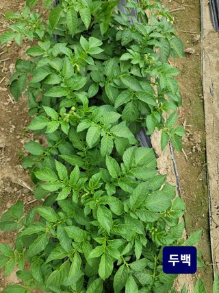 최선화님의 감자 · 자유게시판 작성글 사진