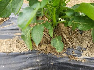 최선화님의 감자 · 자유게시판 작성글 사진