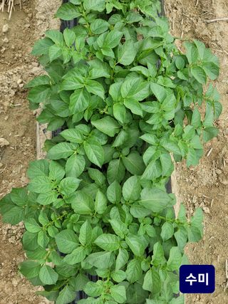 최선화님의 감자 · 자유게시판 작성글 사진