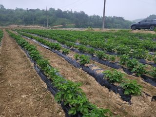 최선화님의 감자 · 자유게시판 작성글 사진