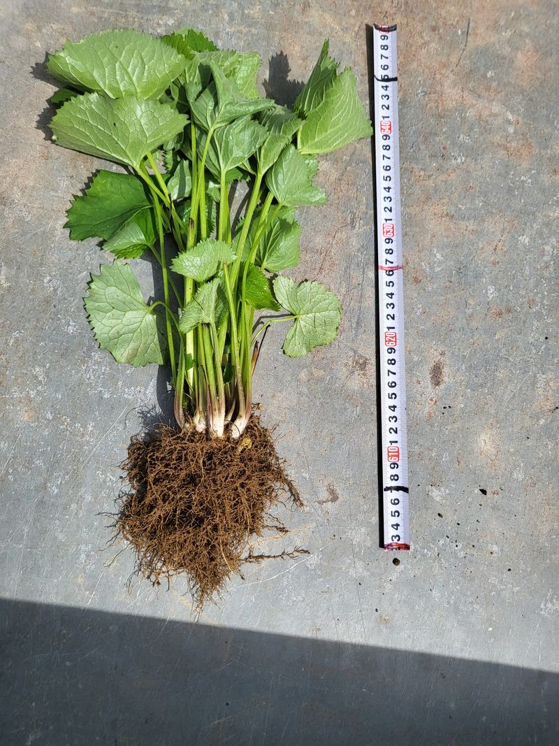 장터 상품 [곰취모종 2년생] 썸네일