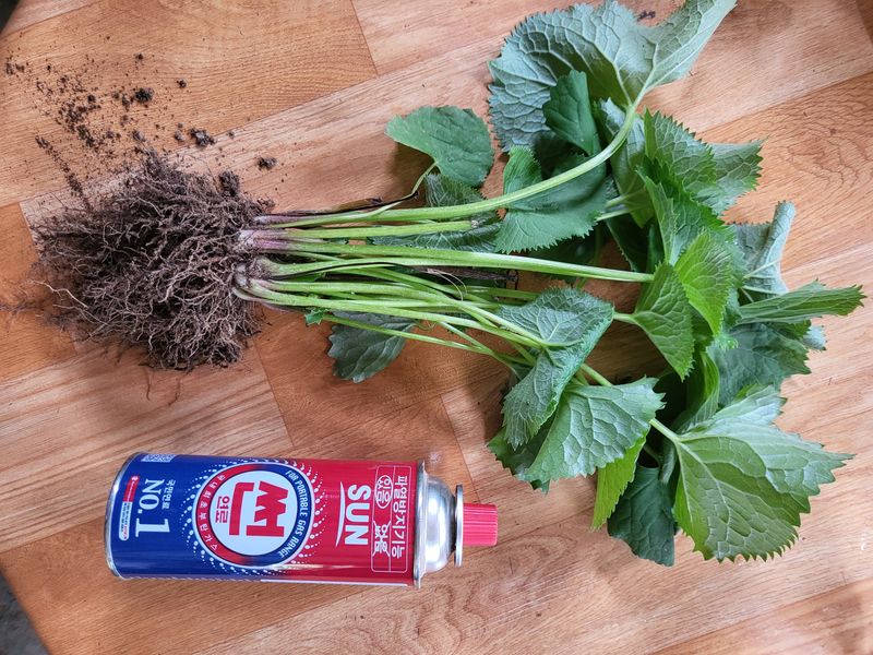 인제 돈키호테님의 장터 판매 상품 [곰취모종 2년생] 첨부 사진