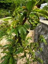 팜모닝 복숭아·병해충상담 게시글 이미지