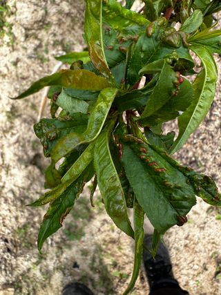 김현정님의 복숭아 · 병해충상담 작성글 사진