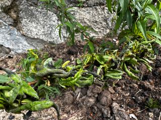 김현정님의 복숭아 · 병해충상담 작성글 사진