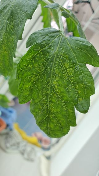 이규윤님의 토마토 · 병해충상담 작성글 사진