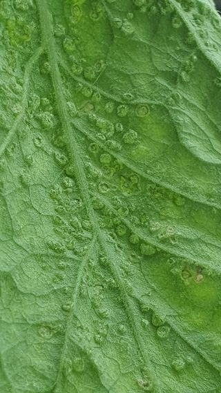 이규윤님의 토마토 · 병해충상담 작성글 사진