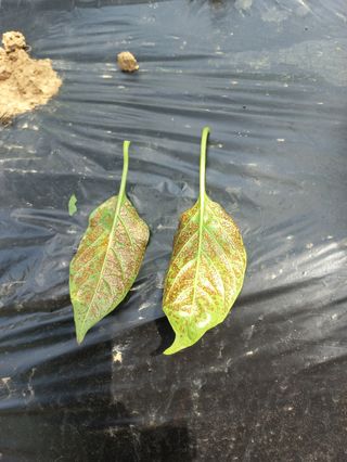 오선환님의 고추 · 병해충상담 작성글 사진