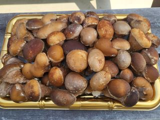 참송이20635님의 버섯 · 수확 작성글 사진