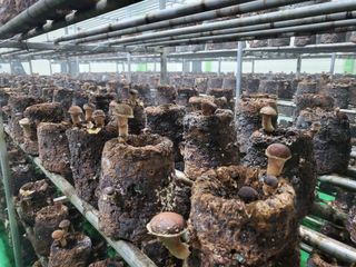 참송이20635님의 버섯 · 수확 작성글 사진