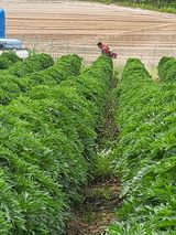 팜모닝 자유주제·자유게시판 게시글 이미지