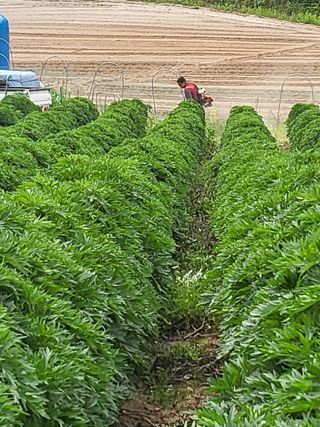 안영매(터실농장)님의 자유주제 · 자유게시판 작성글 사진