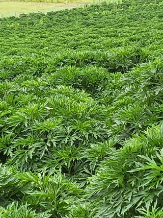 안영매(터실농장)님의 자유주제 · 자유게시판 작성글 사진