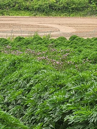 안영매(터실농장)님의 자유주제 · 자유게시판 작성글 사진