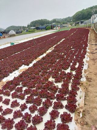 당진시 옥수수님의 자유주제 · 사진전 작성글 사진
