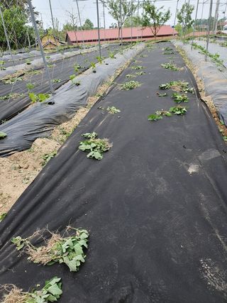 청암농장이은종님의 자유주제 · 자유게시판 작성글 사진