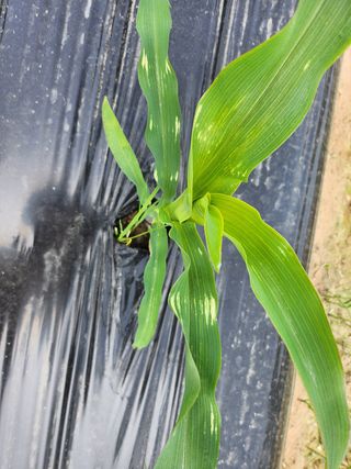 손정아님의 옥수수 · 병해충상담 작성글 사진