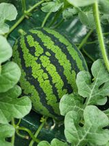 팜모닝 자유주제·자유게시판 게시글 이미지