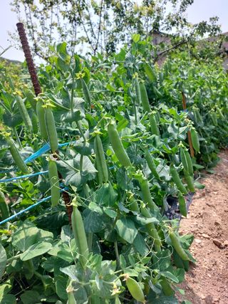 꽃뫼마실님의 자유주제 · 사진전 작성글 사진