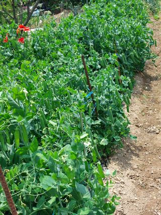 꽃뫼마실님의 자유주제 · 사진전 작성글 사진