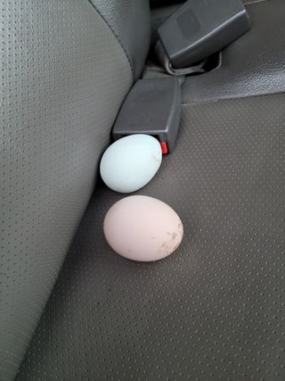 이숲농원님의 우리동네 · 동네수다 작성글 사진