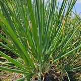 팜모닝 파·자유게시판 게시글 이미지