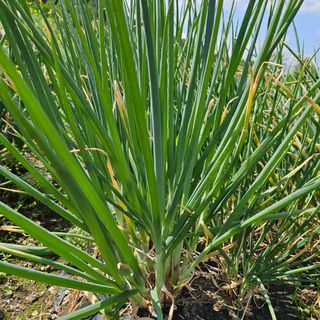 귤7305이석팔님의 파 · 자유게시판 작성글 사진