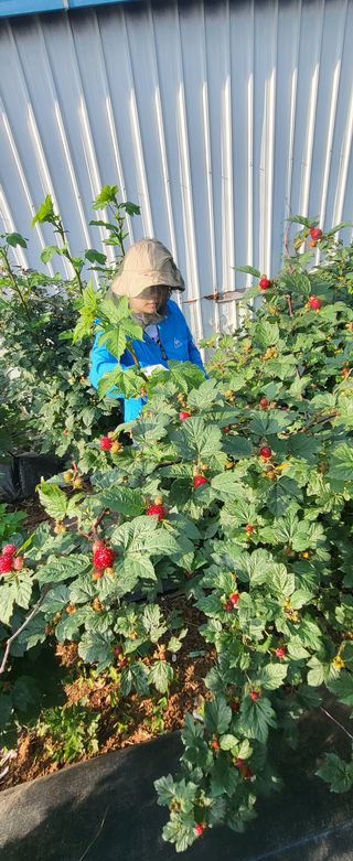 산딸기 쌍둥맘 영신님의 딸기 · 일상 작성글 사진